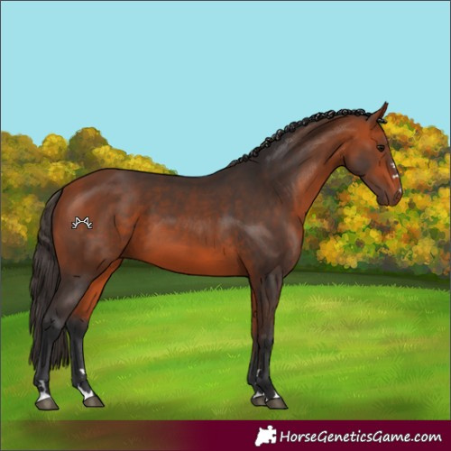 Horse Color:Bay 