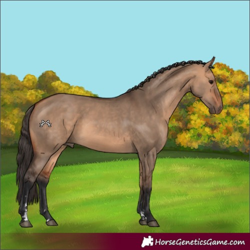 Horse Color:Bay Dun