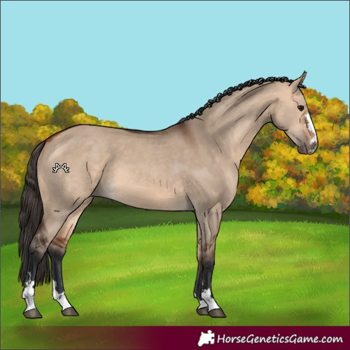Horse Color:Bay Dun