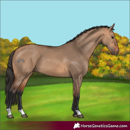 Horse Color:Bay Dun 