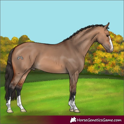 Horse Color:Bay Dun 