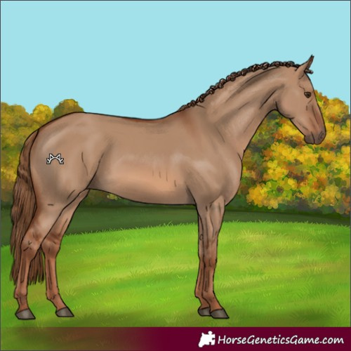Horse Color:Red Dun