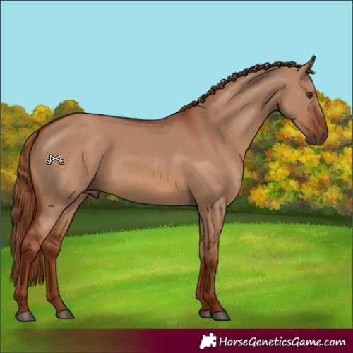 Horse Color:Red Dun
