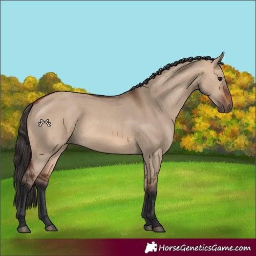 Horse Color:Bay Dun