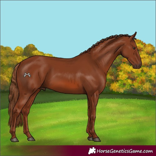 Horse Color:Chestnut 
