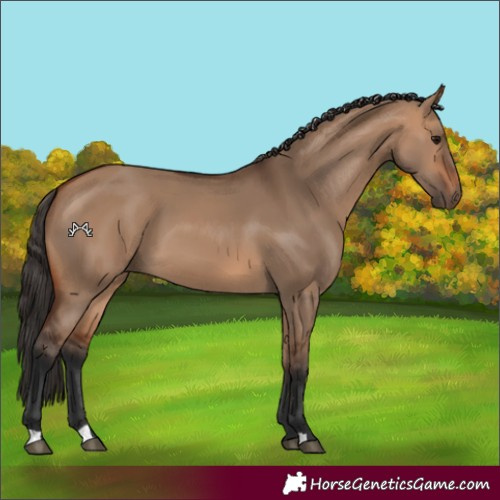 Horse Color:Bay Dun 