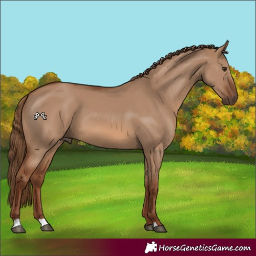 Horse Color:Red Dun