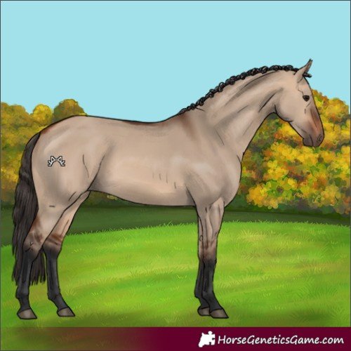 Horse Color:Bay Dun