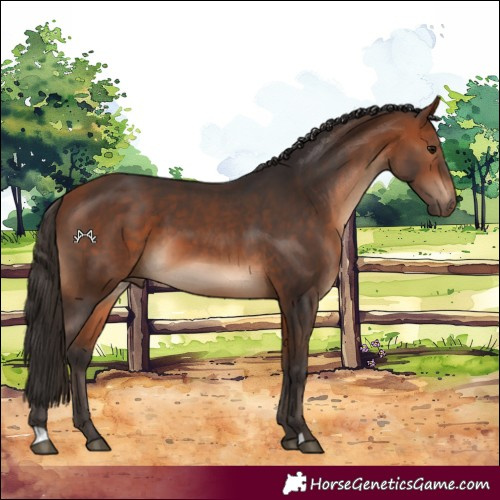Horse Color:Bay 