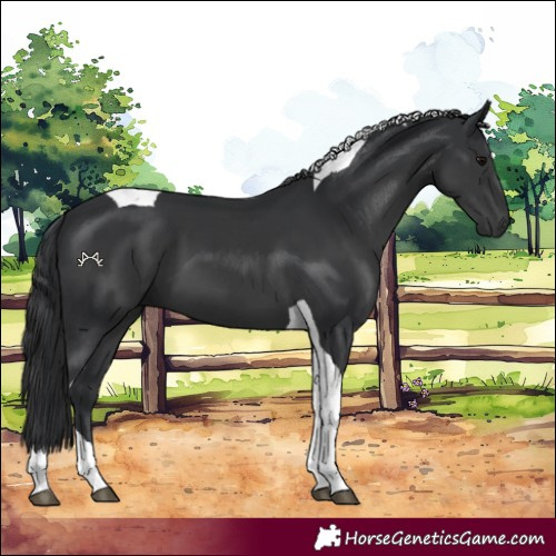 Horse Color:Black Tobiano 