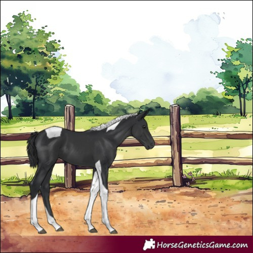 Horse Color:Black Tobiano