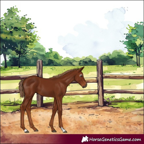 Horse Color:Gray Chestnut 