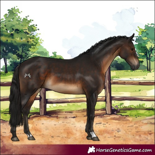 Horse Color:Gray Bay 