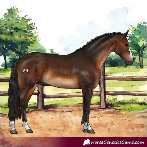 Horse Color:Gray Bay