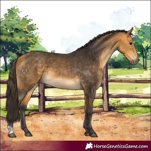 Horse Color:Buckskin