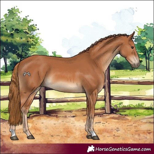 Horse Color:Chestnut 