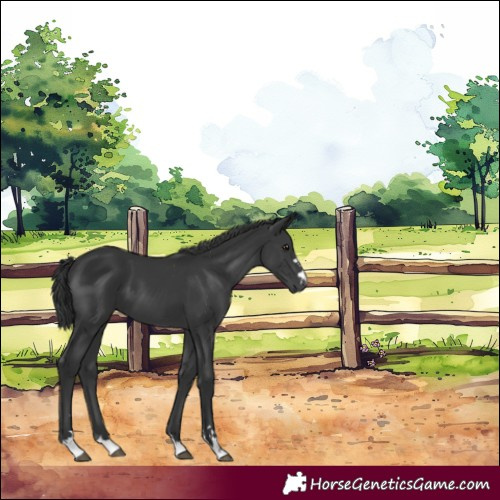 Horse Color:Black