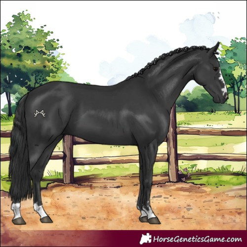 Horse Color:Black 