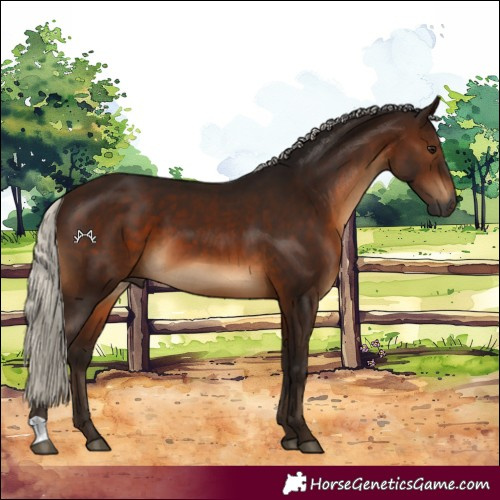 Horse Color:Gray Silver Brown
