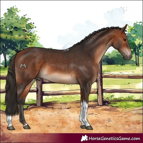 Horse Color:Bay Tobiano