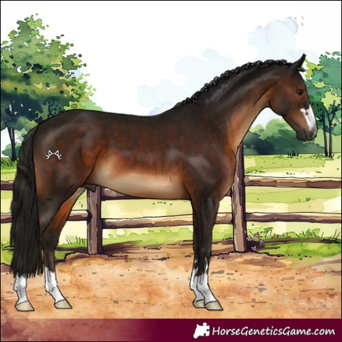 Horse Color:Gray Brown