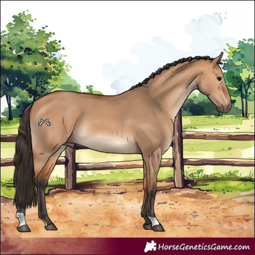 Horse Color:Bay Dun 
