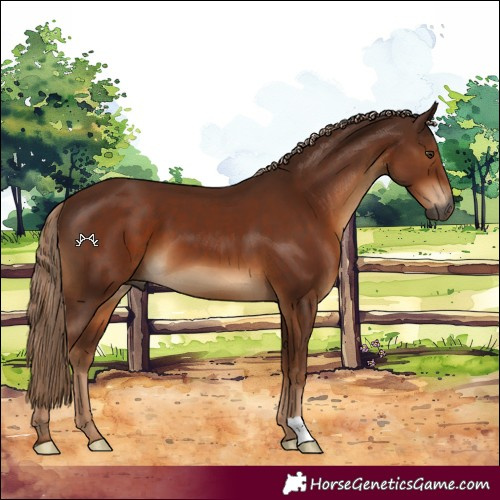 Horse Color:Gray Chestnut