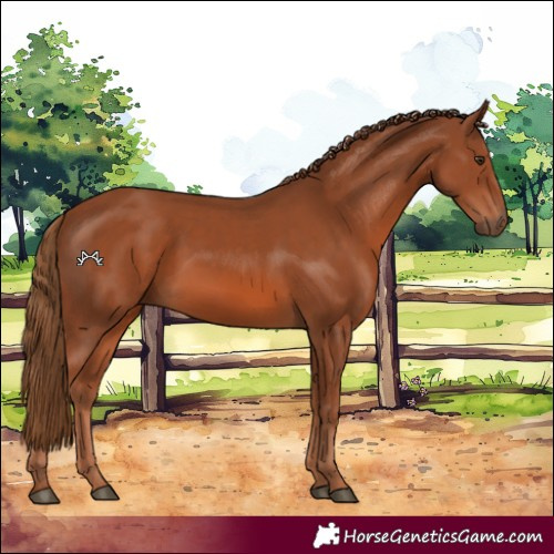 Horse Color:Chestnut 
