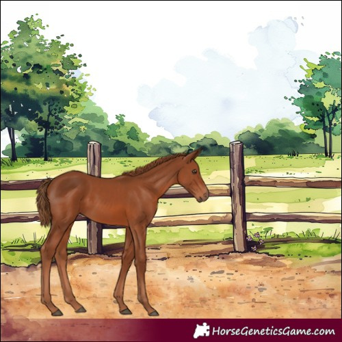Horse Color:Chestnut 