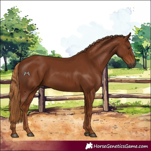 Horse Color:Gray Chestnut 