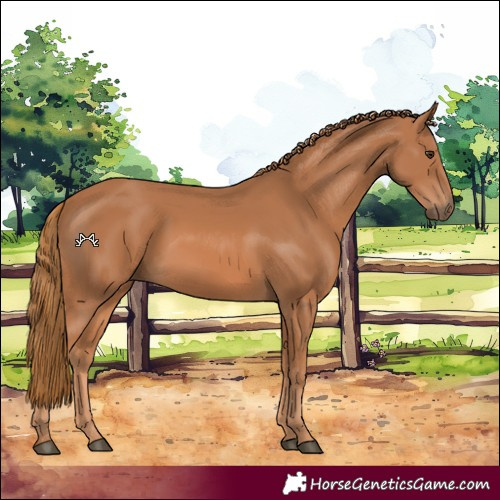 Horse Color:Chestnut 