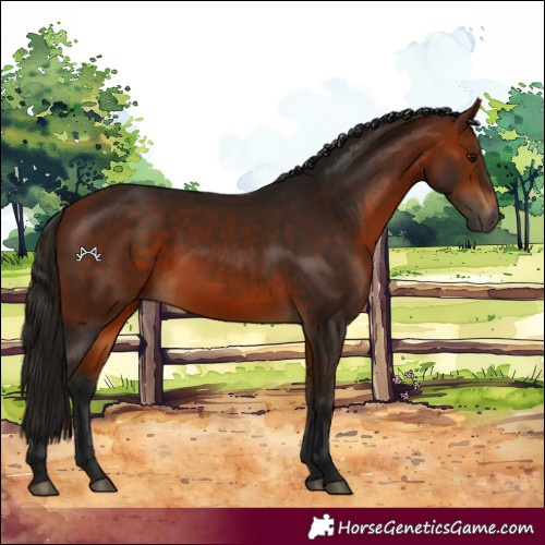 Horse Color:Gray Bay 