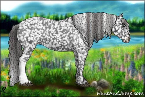 Horse Color:Black Appaloosa 