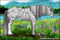 Horse Color:Black Appaloosa