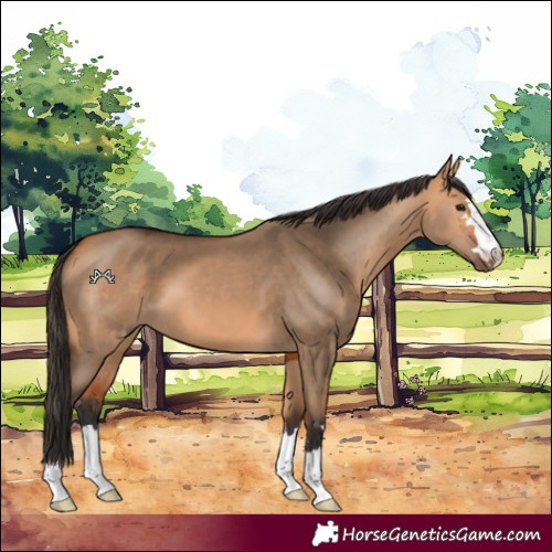 Horse Color:Bay Dun
