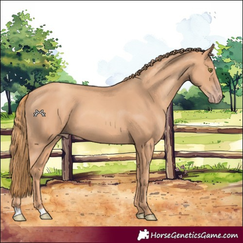 Horse Color:Gold Champagne