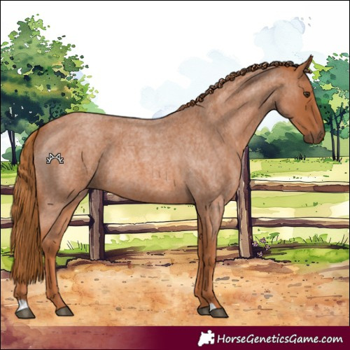 Horse Color:Red Roan 
