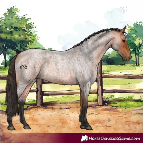 Horse Color:Bay Roan 
