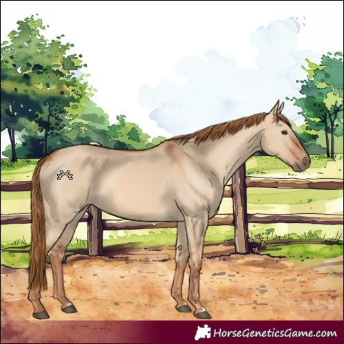 Horse Color:Red Dun