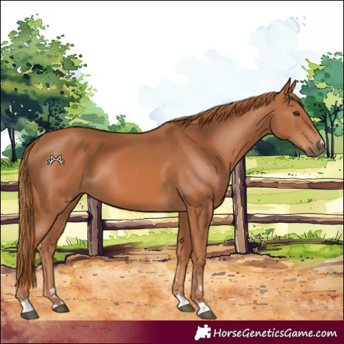 Horse Color:Chestnut 