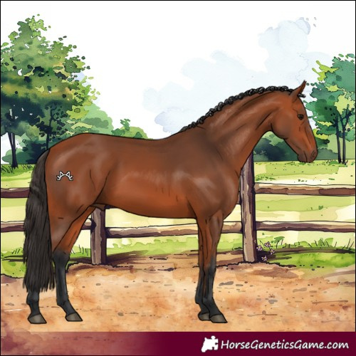 Horse Color:Bay 