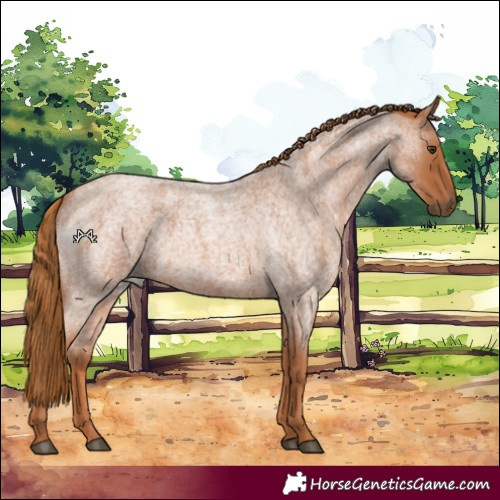 Horse Color:Red Roan 