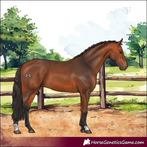 Horse Color:Bay 