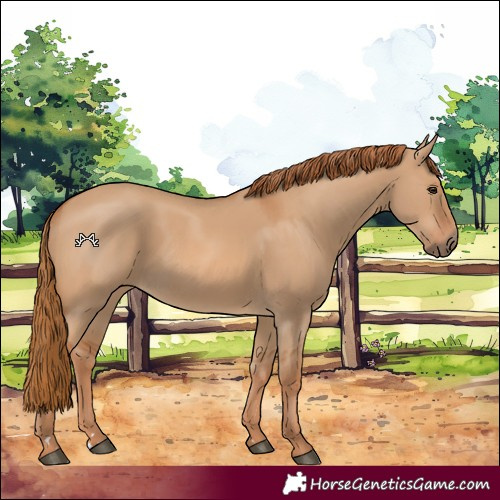 Horse Color:Red Dun