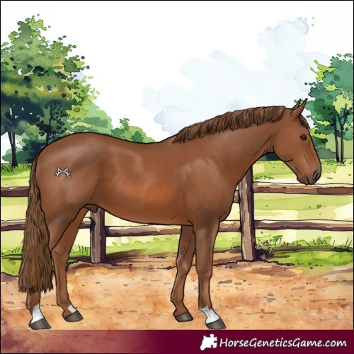 Horse Color:Chestnut 