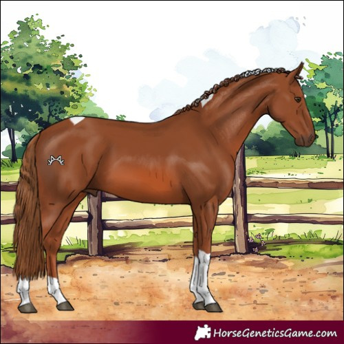 Horse Color:Chestnut Tobiano