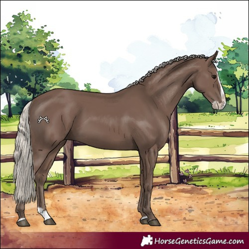 Horse Color:Silver Black Splash 