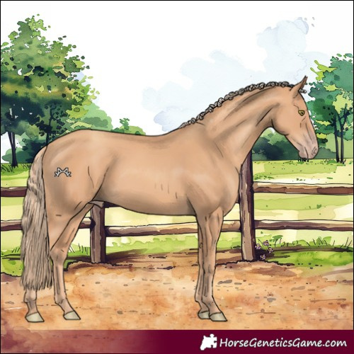 Horse Color:Gold Champagne