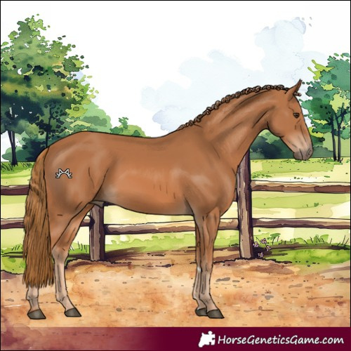 Horse Color:Chestnut 