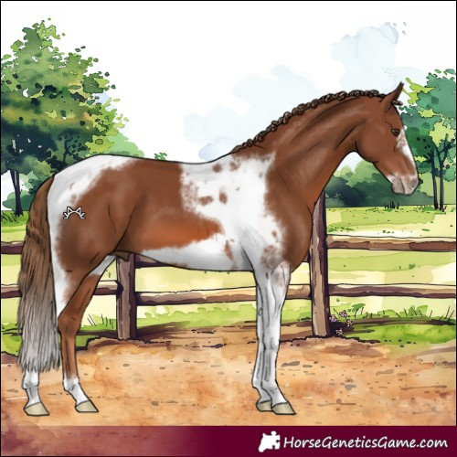 Horse Color:Chestnut Tobiano Frame